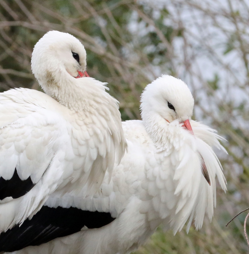 Spring is in the air - Vogels - Ooievaars