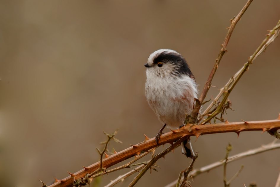 Staartmees - Vogels - Staartmees