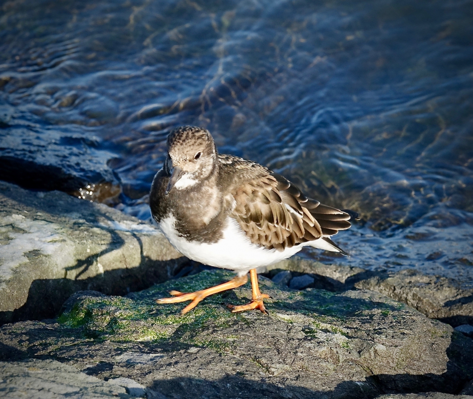 Steenloper - Vogels - Steenloper
