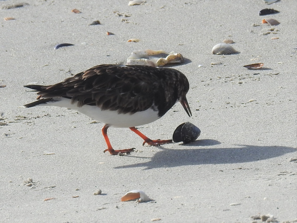 Steenloper met schelp - Zoogdieren - Steenloper