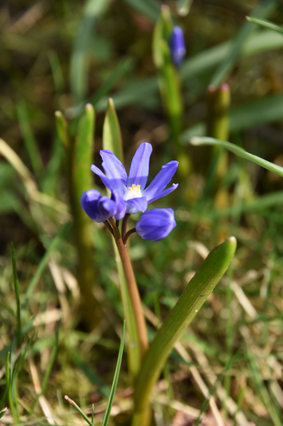 Sterhyacint - Planten - 