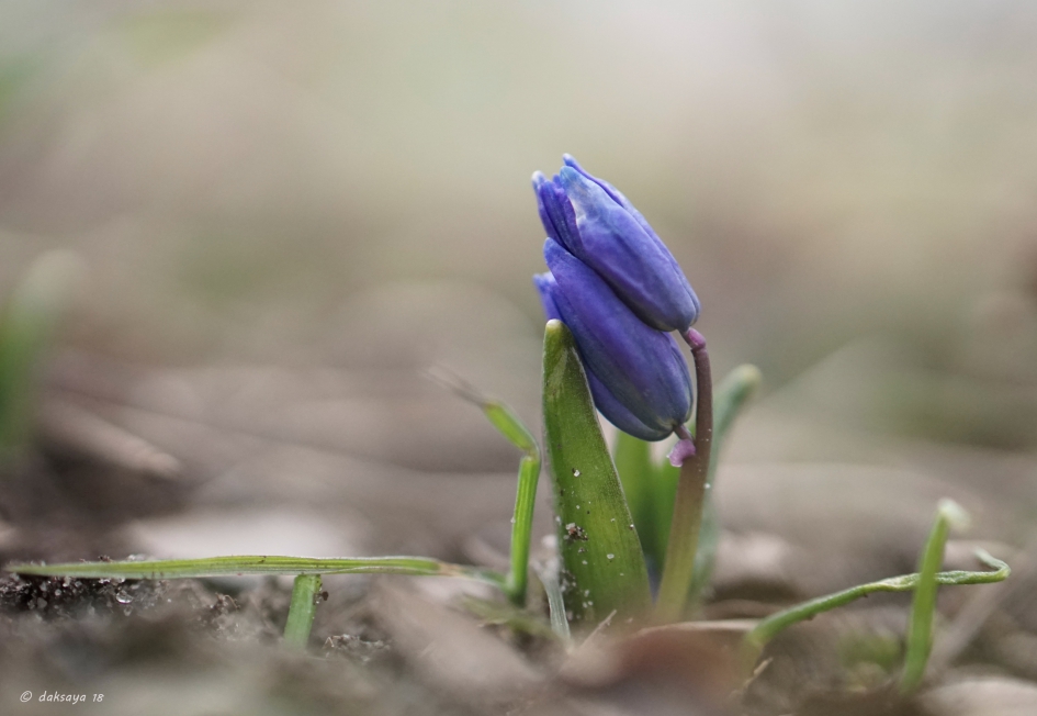 Sterhyacint in de knop - Planten - 