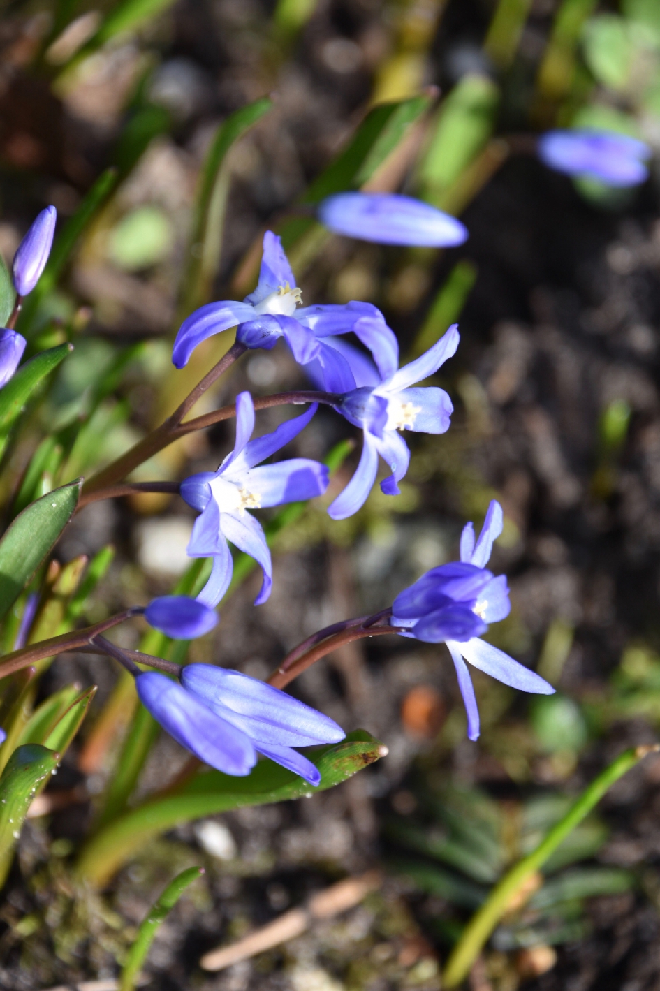 Sterhyacinten - Planten - 