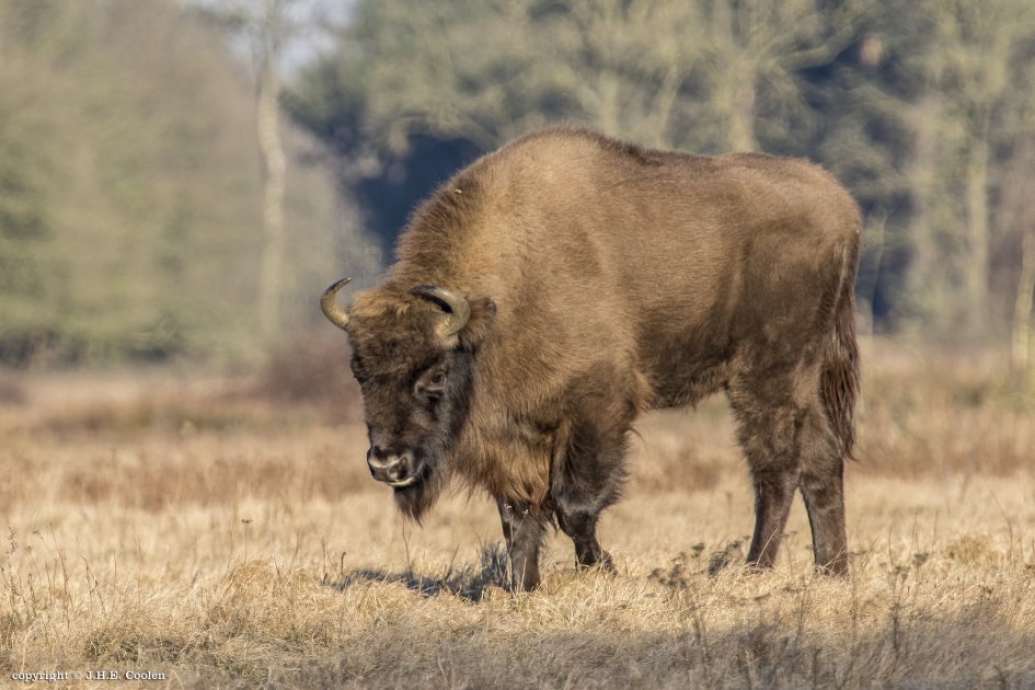 Stoere jonge - Zoogdieren - Wisent