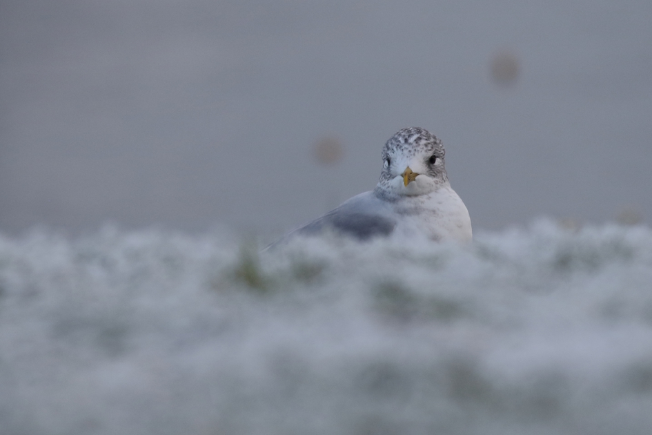 stormmeeuw - Vogels - 