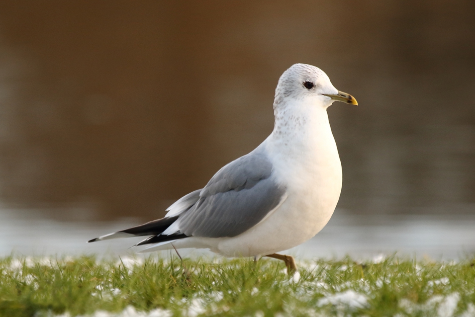 stormmeeuw in restje sneeuw - Vogels - 