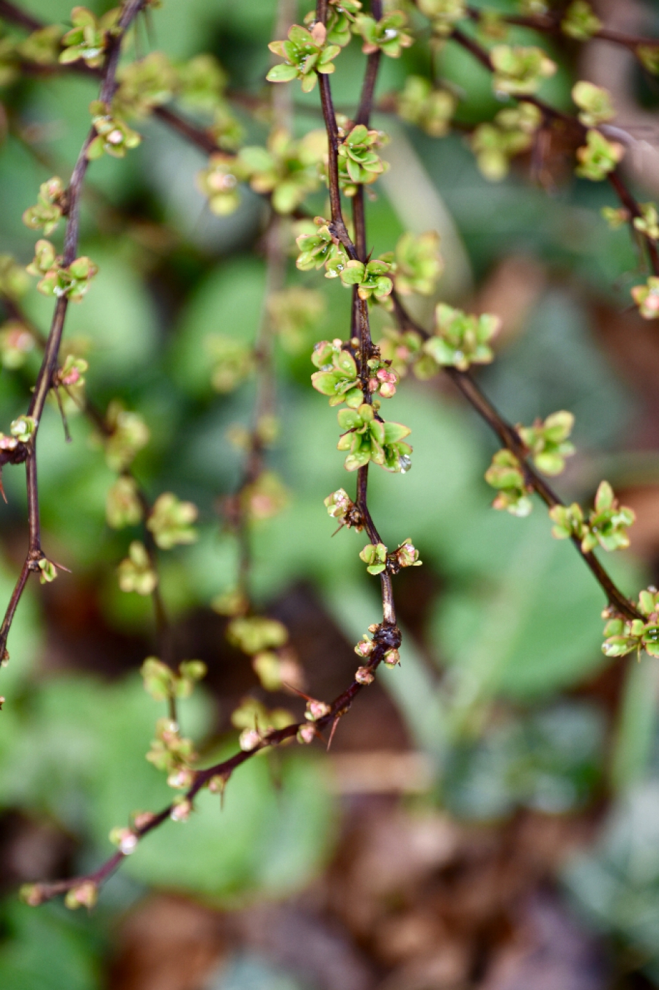 Struiken beginnen uit te lopen - Planten - 