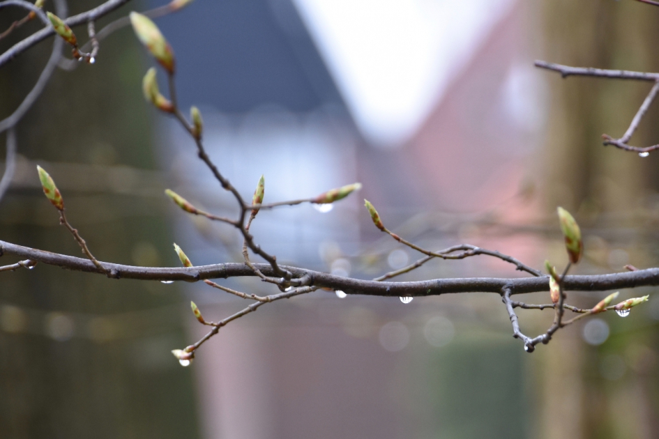 Struiken lopen uit! - Planten - 
