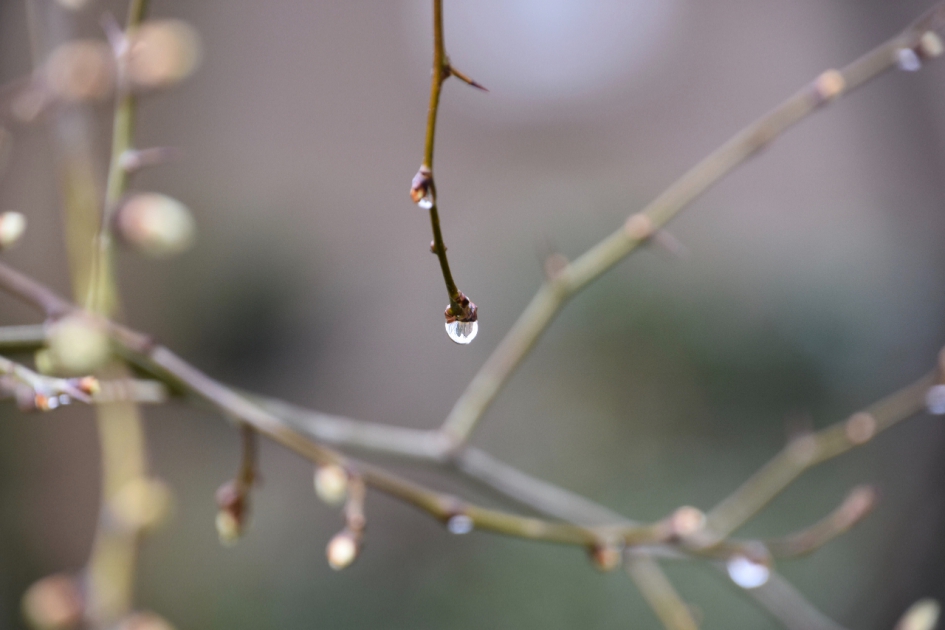 Struiken lopen uit - Planten - 