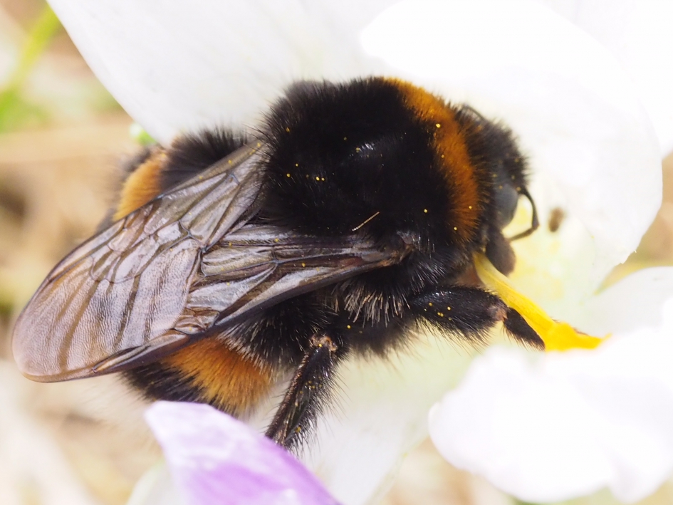 Suikervlucht - Geleedpotigen - 