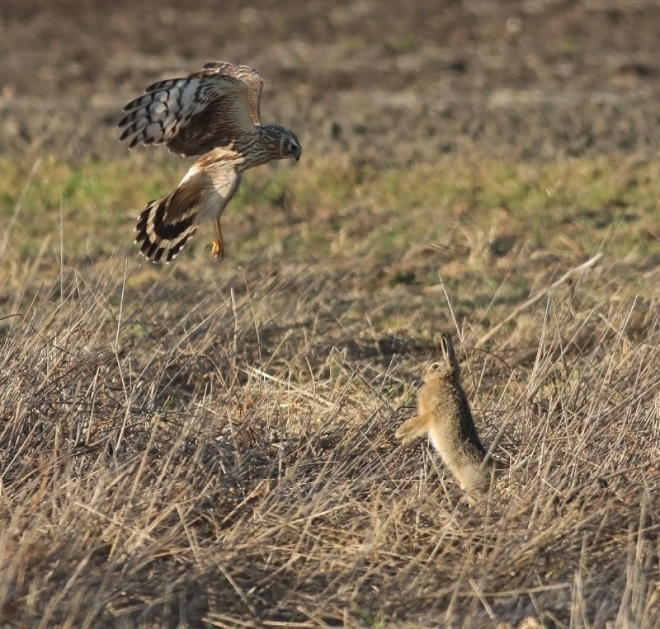 't Haasje? - Zoogdieren - Haas