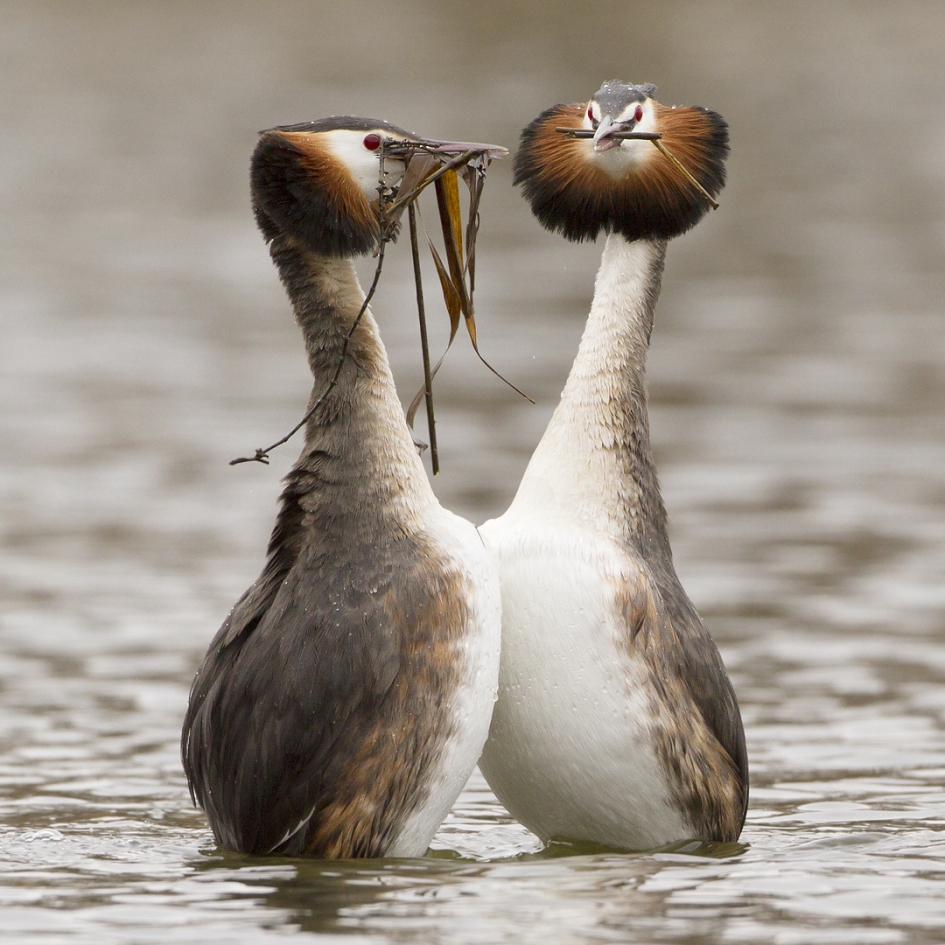 Taking it to the top ... - Vogels - Fuut