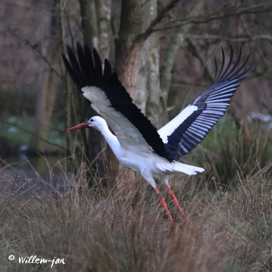 Terug van weg geweest! - Vogels - 