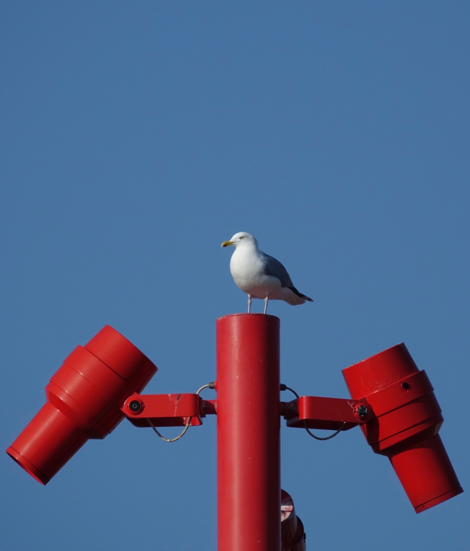Toplokatie - Vogels - Zilvermeeuw
