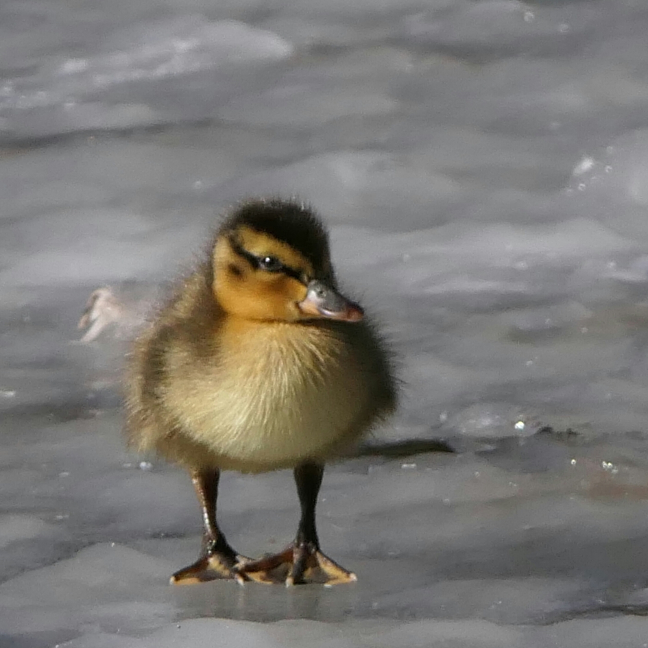 Topmodel. - Vogels - Wilde eend