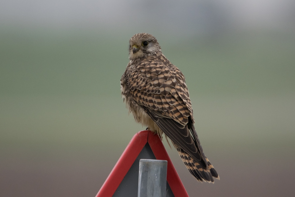 Torenvalk - Vogels - torenvalk