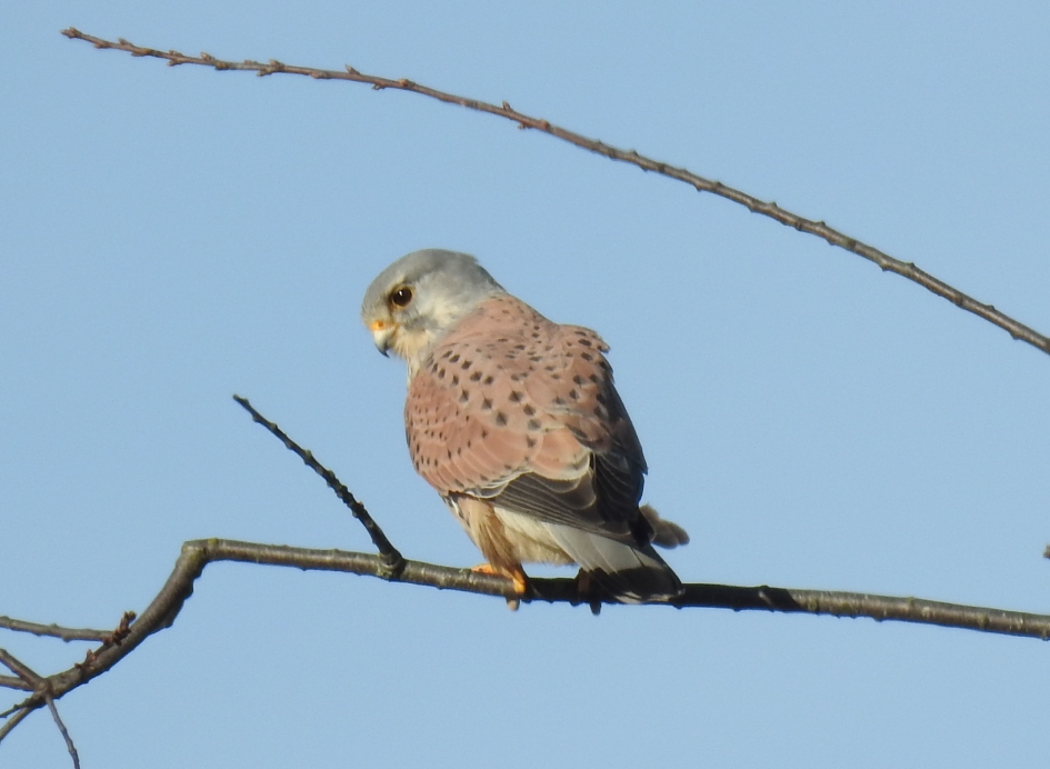 Torenvalk op een tak - Vogels - Torenvalk