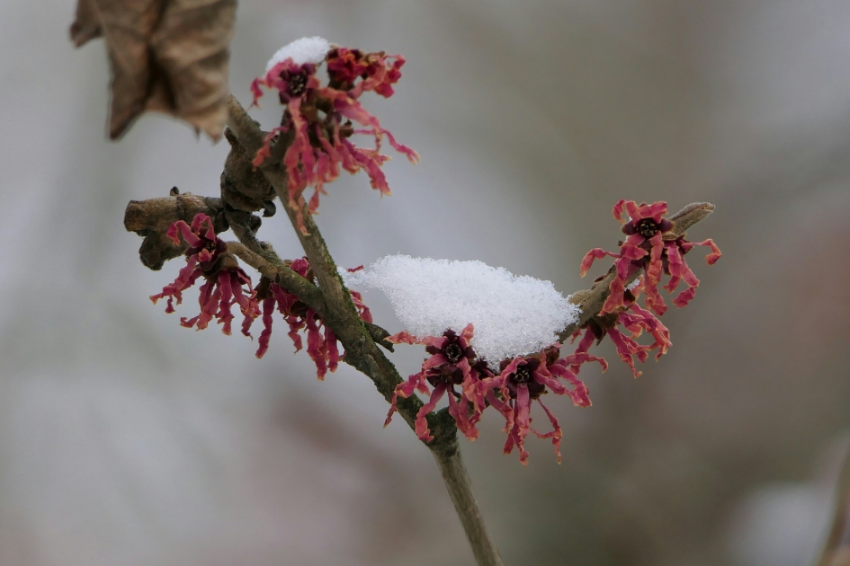 Toverhazelaar - Planten - Toverhazelaar