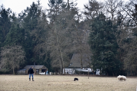Trainen van een border collie