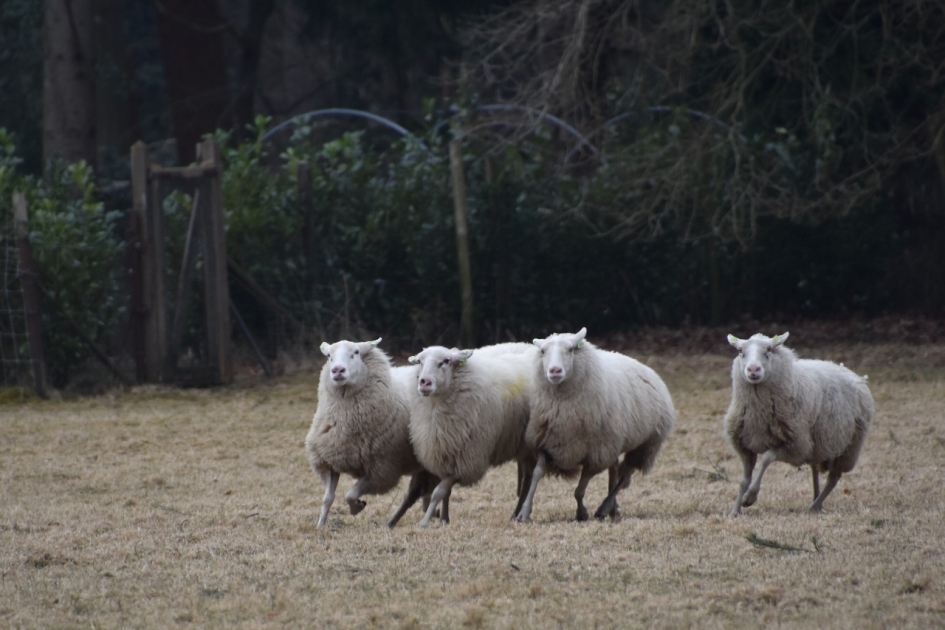 Training - Zoogdieren - 