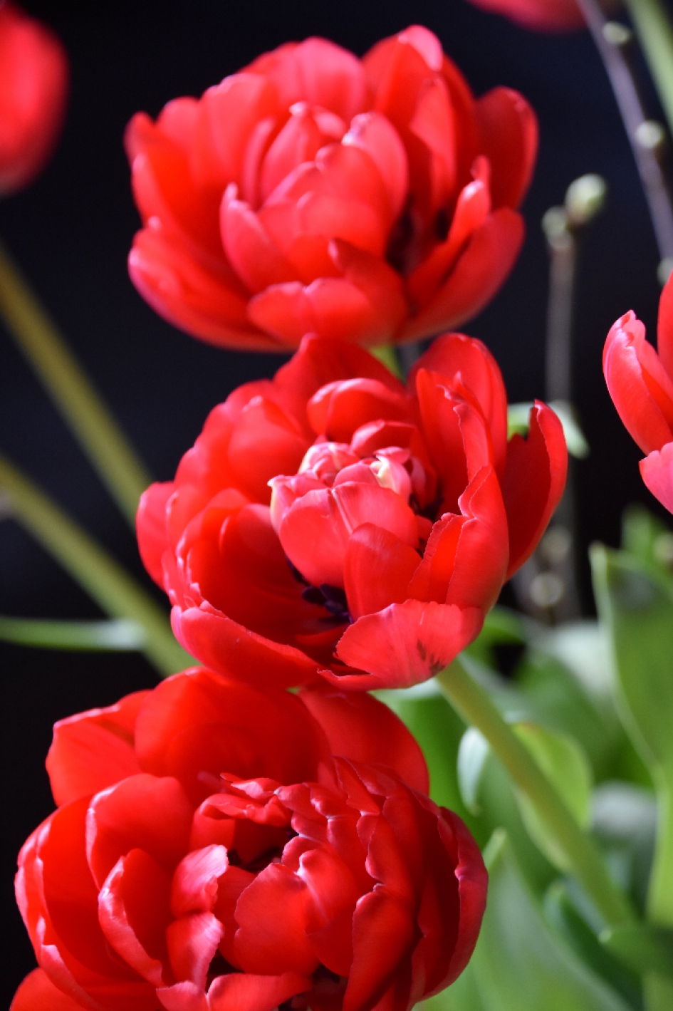 Tulpen - Planten - 