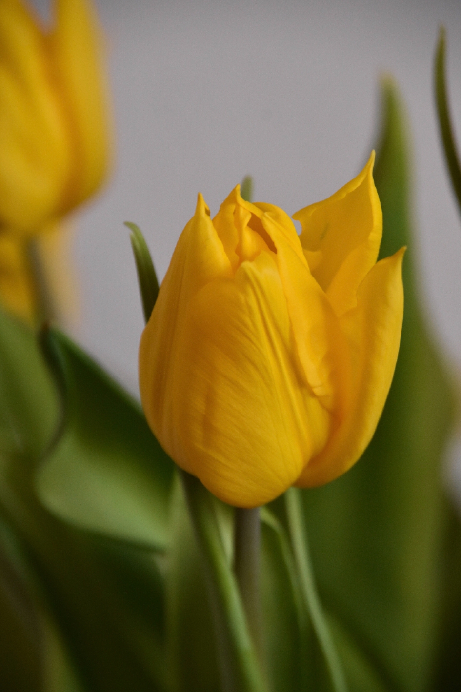 Tulpen in de vaas - Planten - 