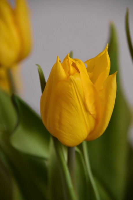 Tulpen in de vaas