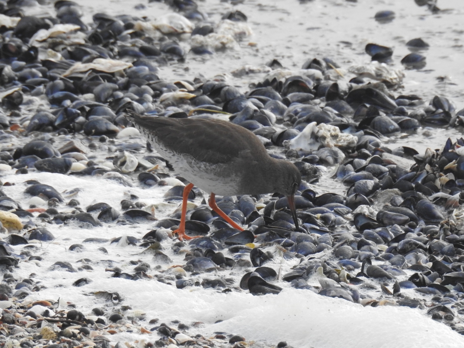 Tureluur zoekt voedsel tussen de schelpen - Vogels - Tureluur