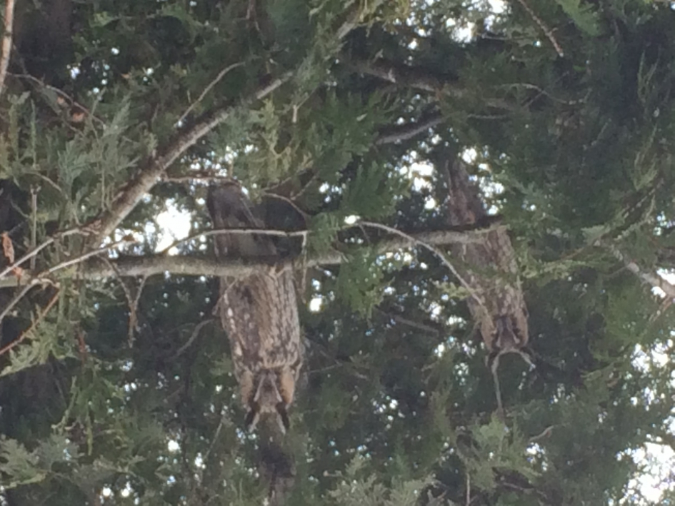 Twee ransuilen - Vogels - 