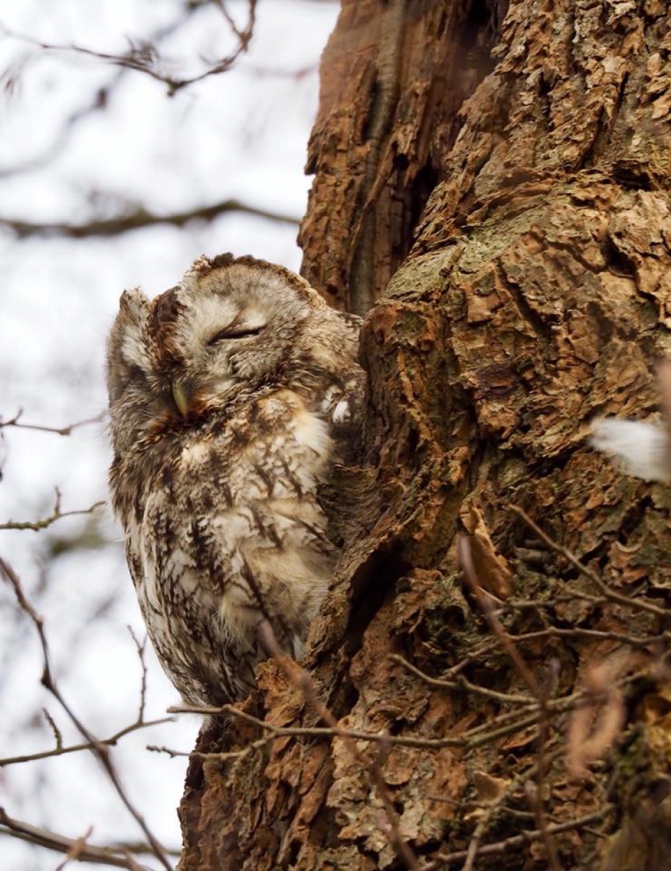 Uiltje knappen - Vogels - 