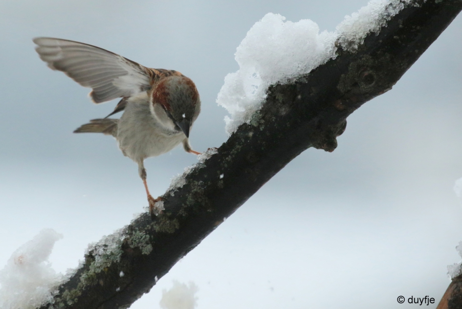 Uitglijder - Vogels - mus