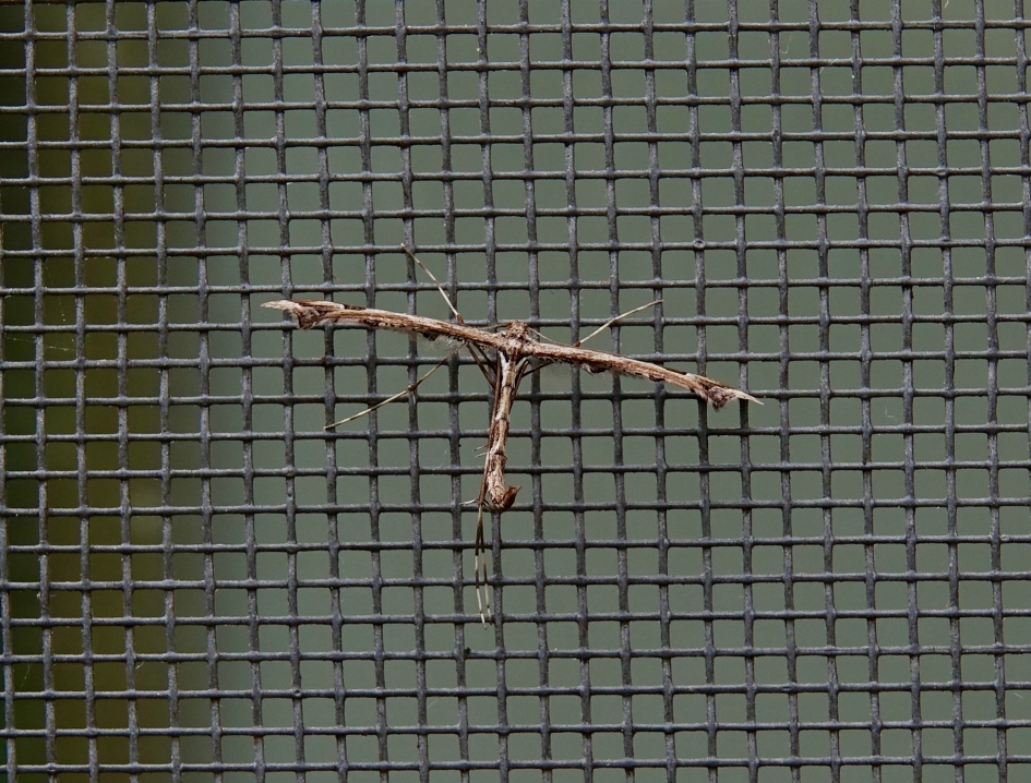 Vedermot - Geleedpotigen - 