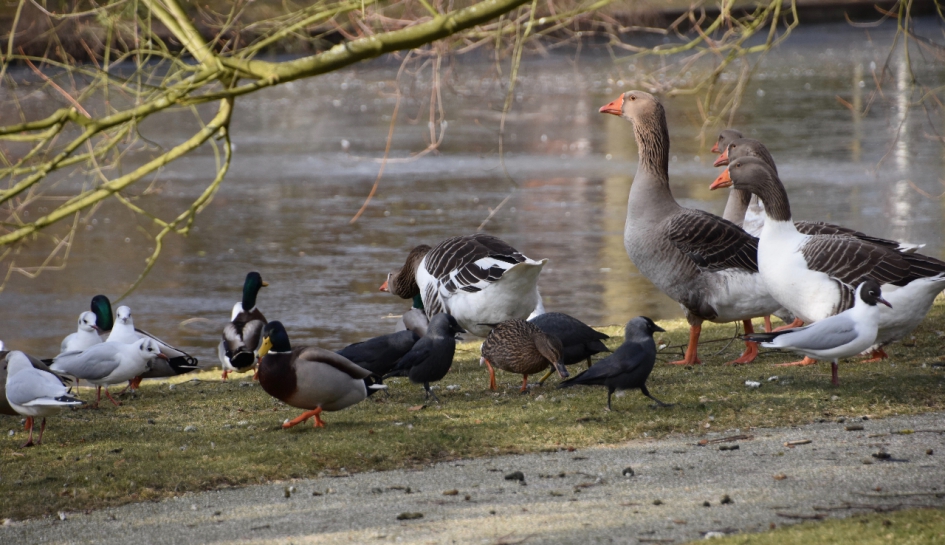 Veel watervogels - Vogels - 