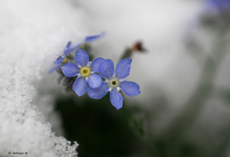 Vergeet-mij-nietje in de sneeuw