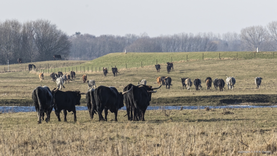 Verplaatsing - Zoogdieren - diverse runderen