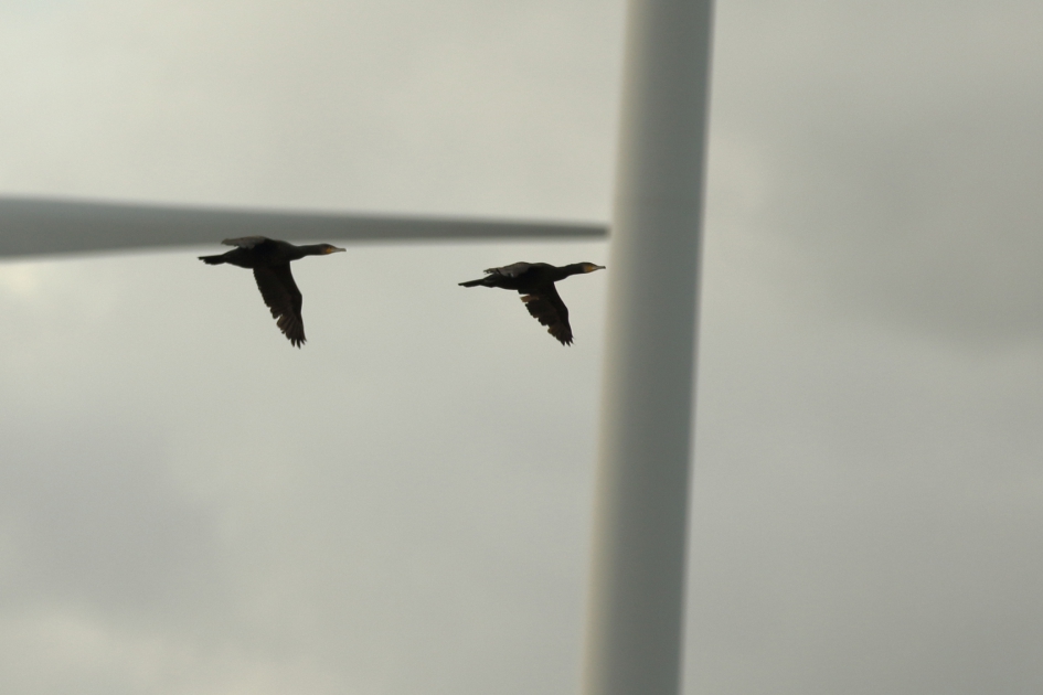 vertekend beeld - Vogels - 