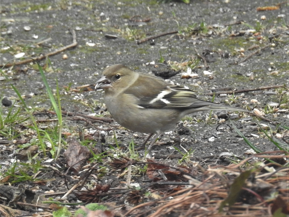 Vinkenvrouwtje foerageert in onze tuin - Vogels - Vink