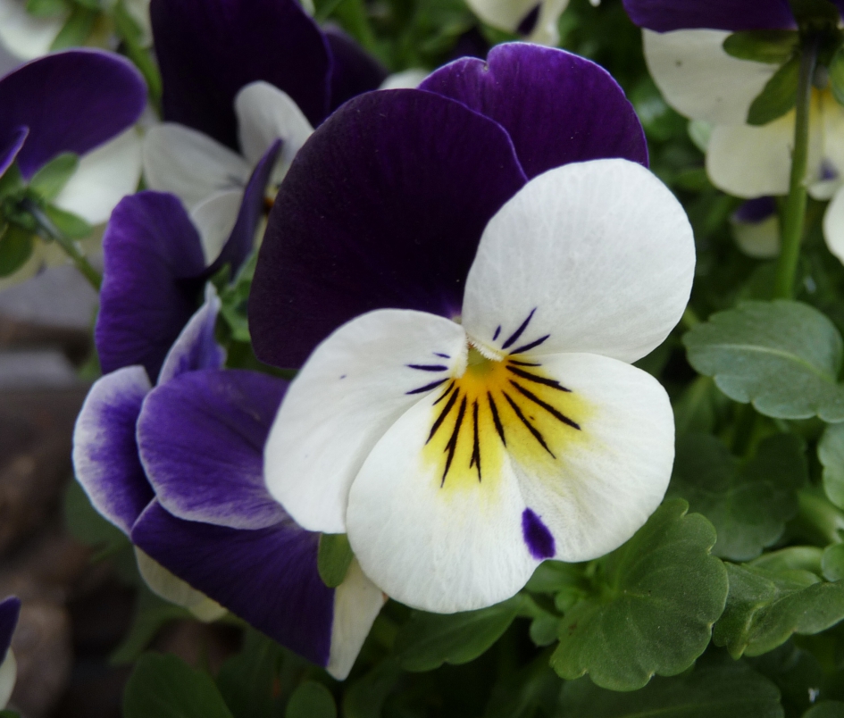 Viooltje - Planten - 