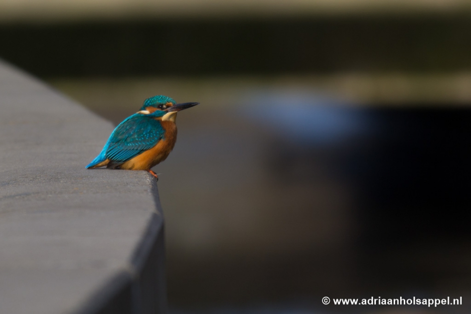 vissen - Vogels - IJsvogel