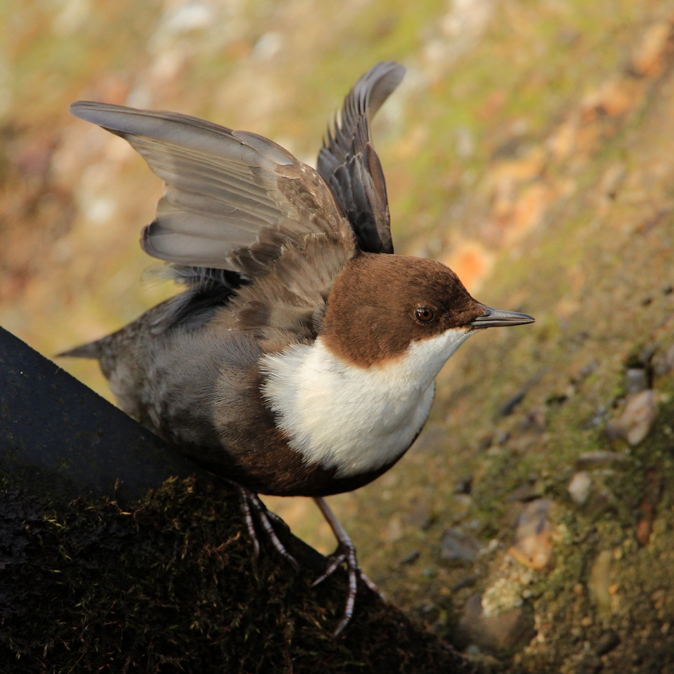 Vleugeltjes - Vogels - ZwartbuikWaterspreeuw