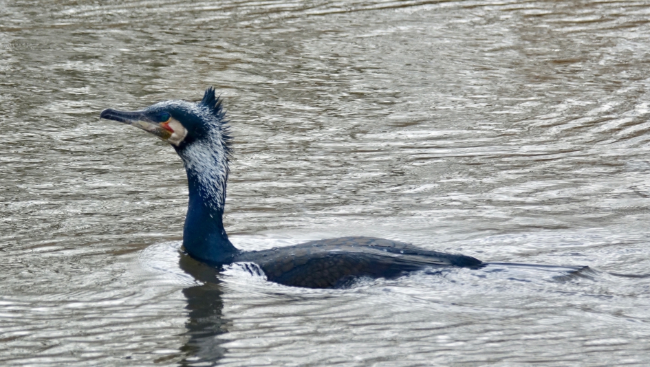 Volwassen visser in zomerkleed - Vogels - Aalscholver
