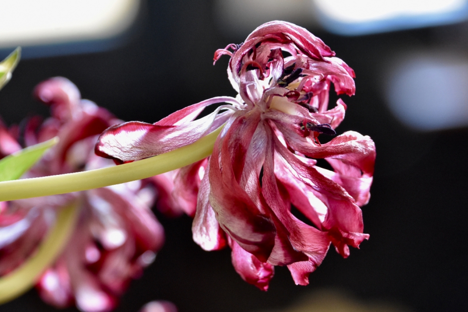 Voorbij! - Planten - 