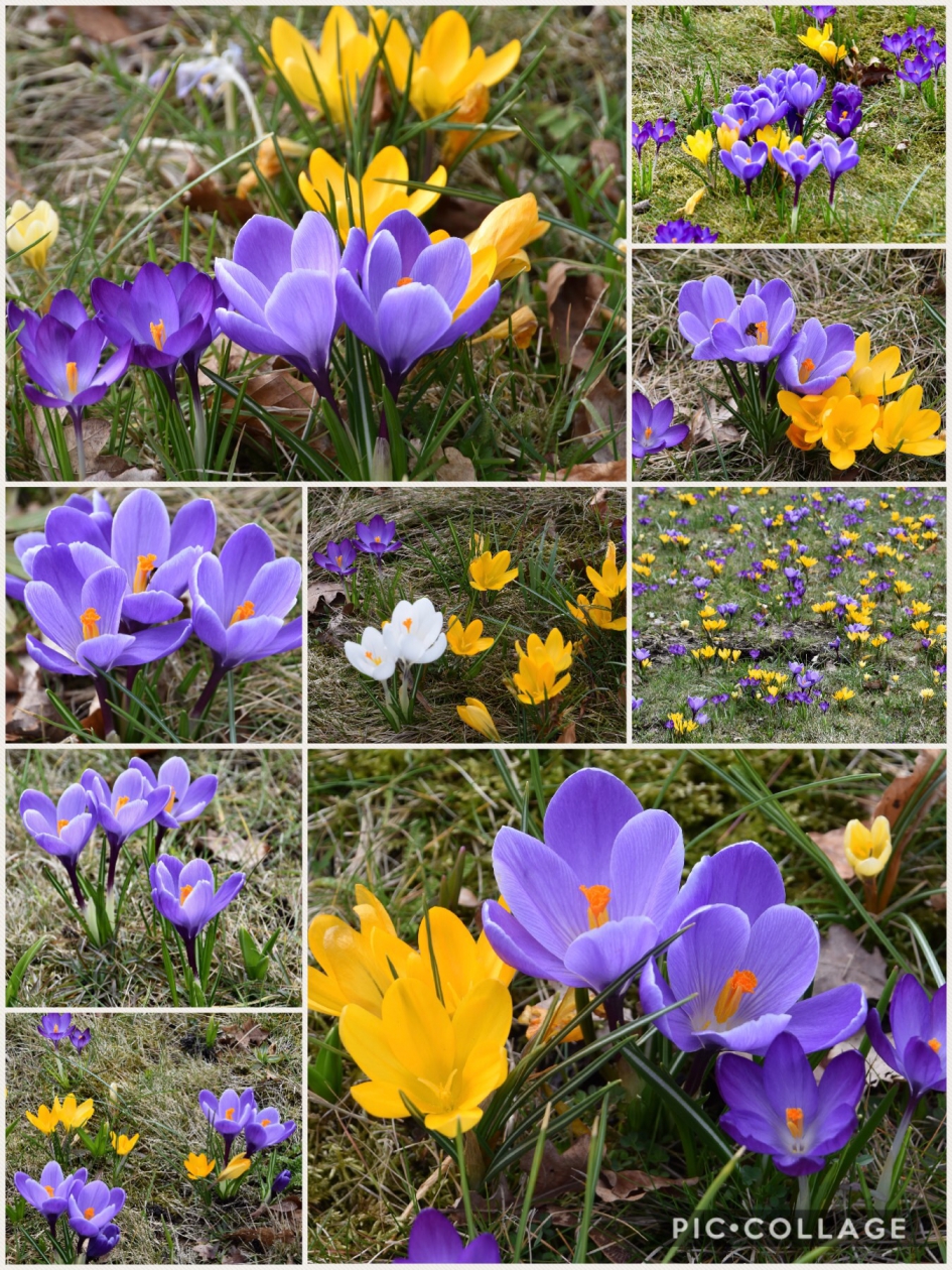 Voorjaar! - Planten - 