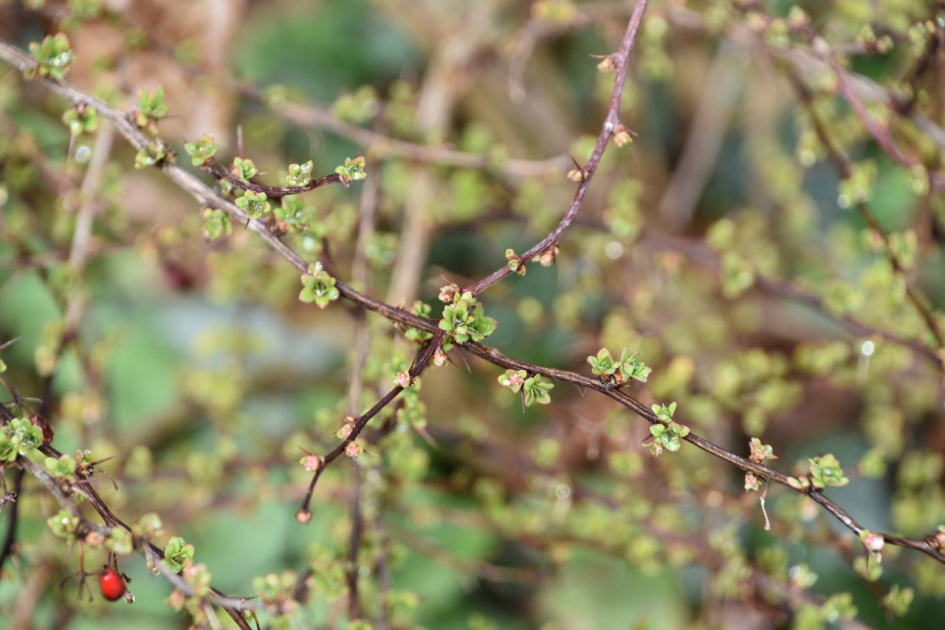 Voorjaar - Planten - 