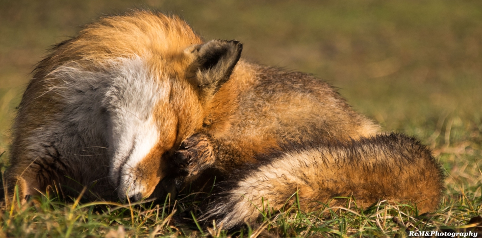 Vos. - Zoogdieren - Vos.