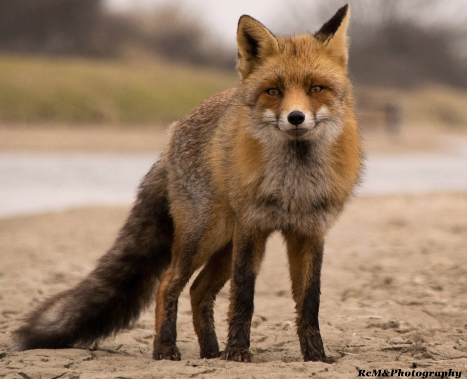 Vos. - Zoogdieren - Vos.