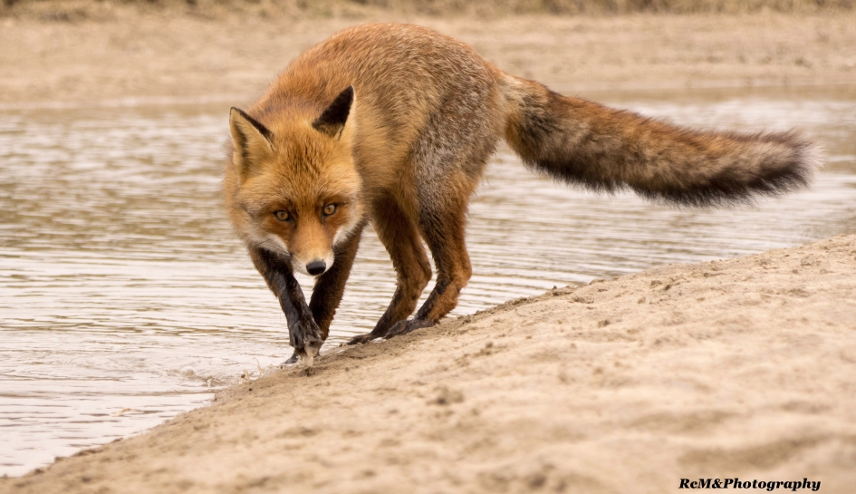 Vos. - Zoogdieren - Vos.