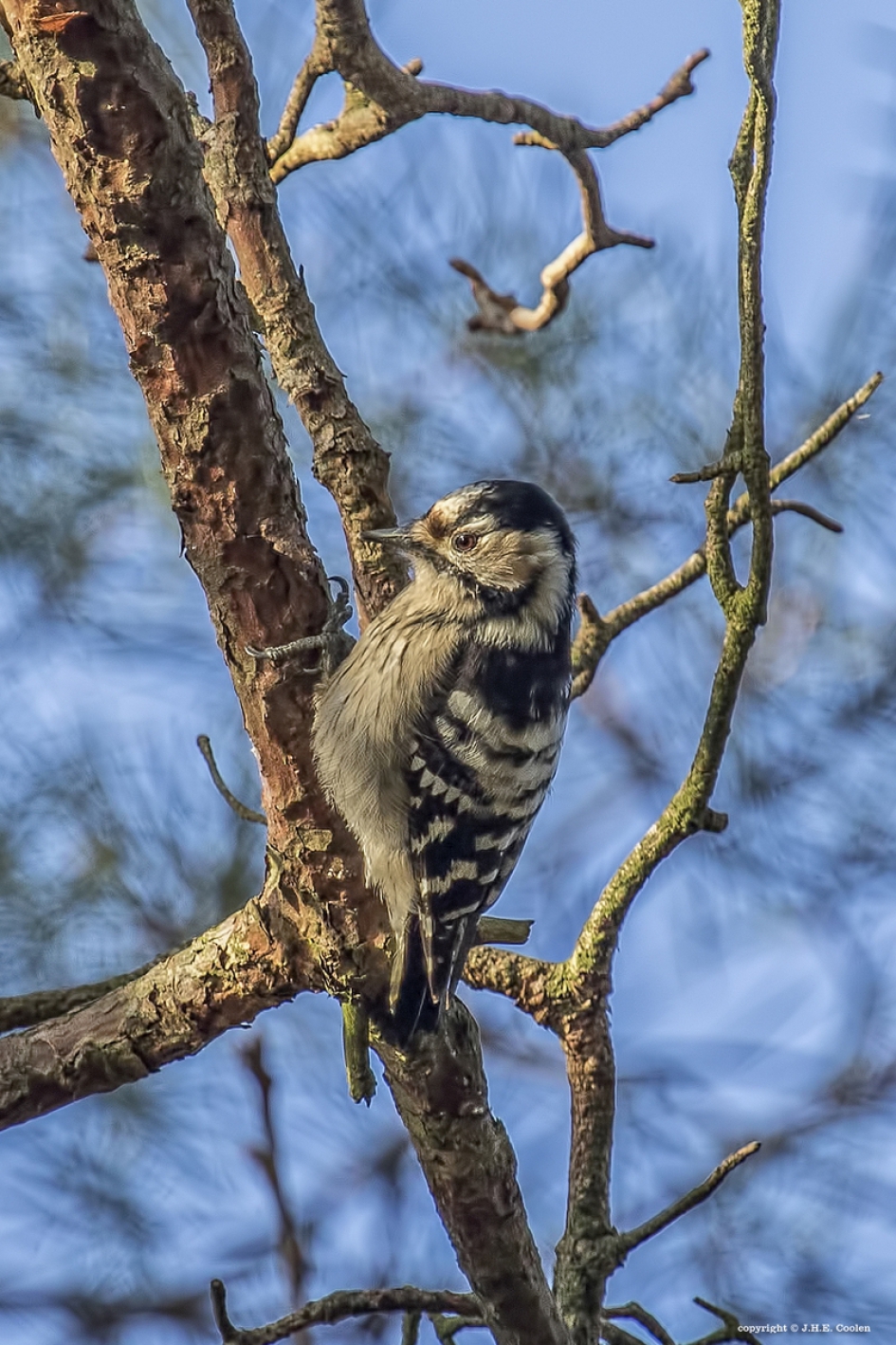 Vrouwtje van..... - Vogels - Kleine bonte specht