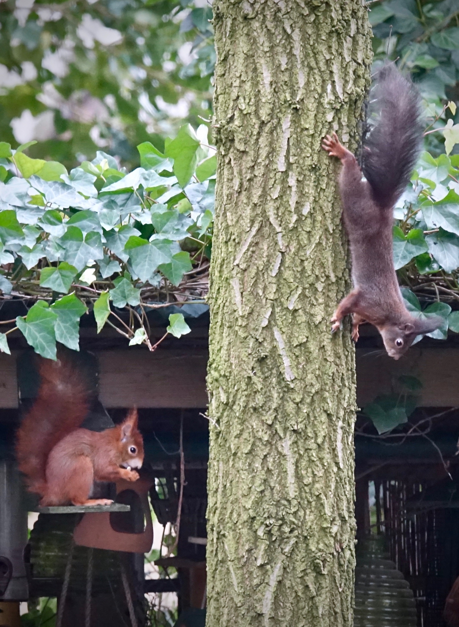 Wachtrij - Zoogdieren - Eekhoorn