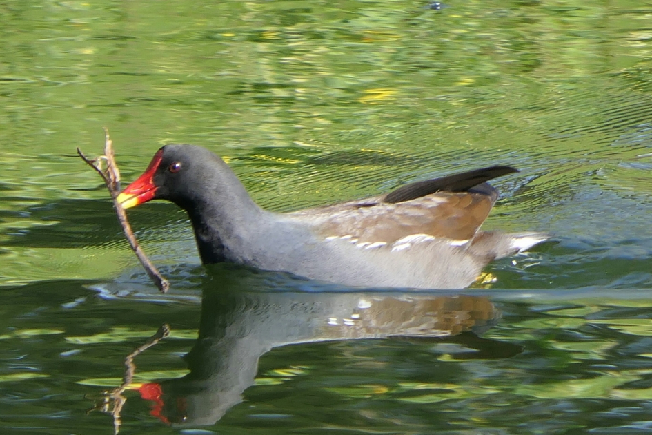 Waterhoen. - Vogels - Waterhoen
